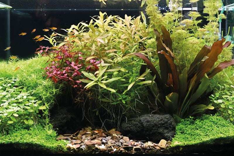 PREMIERS PAS EN Aquascaping?