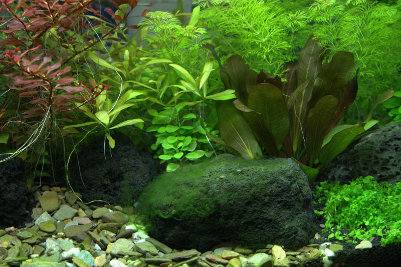 Stone With Algae Web