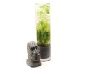 Hornkraut Vase Web
